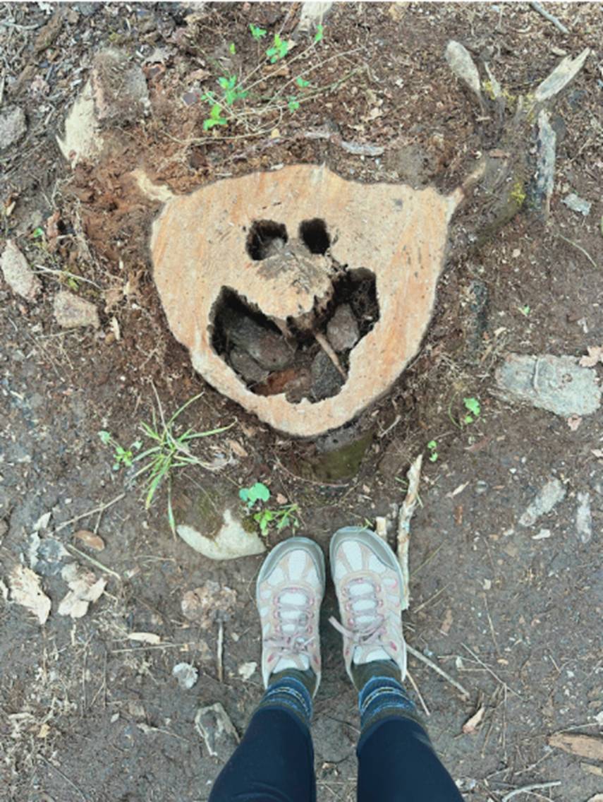 A tree stump with a face cut out of it